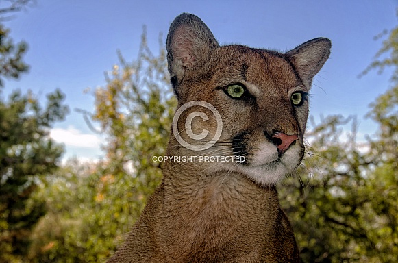 Mountain Lion Portrait Mountain Lion Portrait