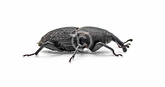 Sisal agave snout weevil beetle - Scyphophorus acupunctatus Gyllenhal - isolated on white background.  The worm or larvae are often found in a bottle of alcohol tequila