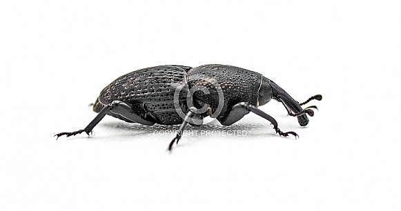 Sisal agave snout weevil beetle - Scyphophorus acupunctatus Gyllenhal - isolated on white background. The worm or larvae are often found in a bottle of alcohol tequila Sisal agave snout weevil beetle - Scyphophorus acupunctatus Gyllenhal - isolated on white background. The worm or larvae are often found in a bottle of alcohol tequila