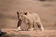African lion cub
