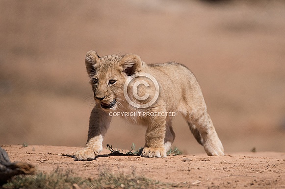 African lion cub