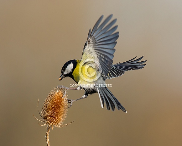 Great Tit