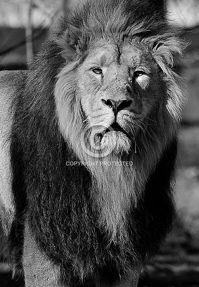 Asiatic Lion Asiatic Lion