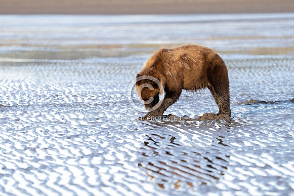 Bear digging for clams in the early morning