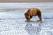 Bear digging for clams in the early morning