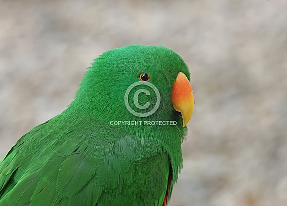 Eclectus Parrot