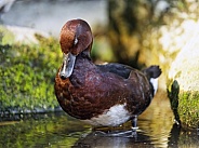 Brown/red duck