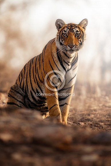 Beautiful tiger in the nature habitat. Tiger pose in amazing light. Wildlife scene with wild animal. Indian wildlife. Indian tiger. Panthera tigris tigris.