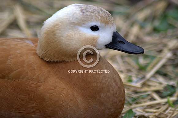 Ruddy Shell Duck