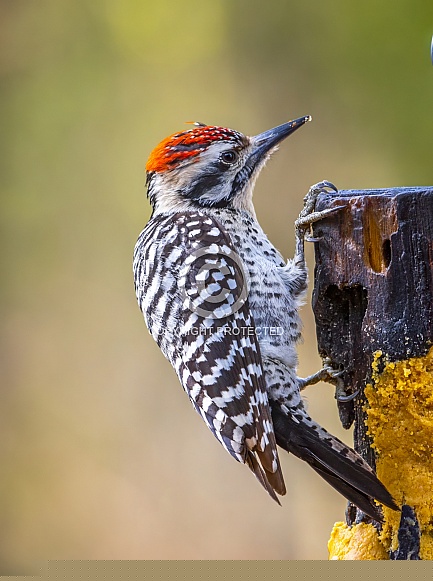 Ladder-backed Woodpecker