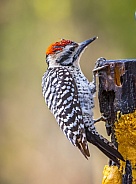 Ladder-backed Woodpecker