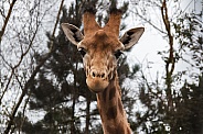 Giraffe Close up