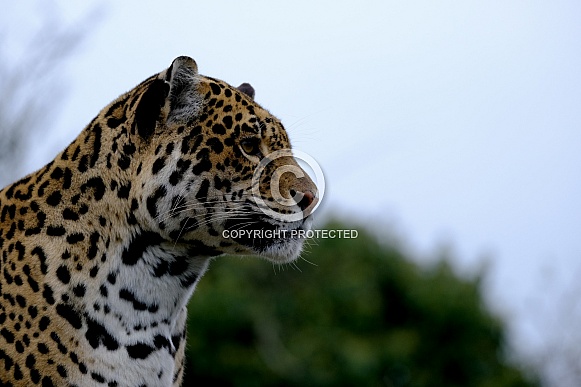 Jaguar facing right , portrait.