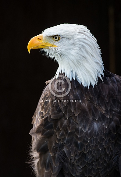 Bald Eagle Bald Eagle