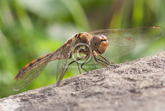 Common darter  dragonfly