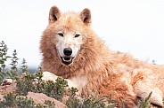 Arctic Wolf Lying Down Head Up