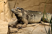 Rhiocerous Iguana Relaxing on a Rock