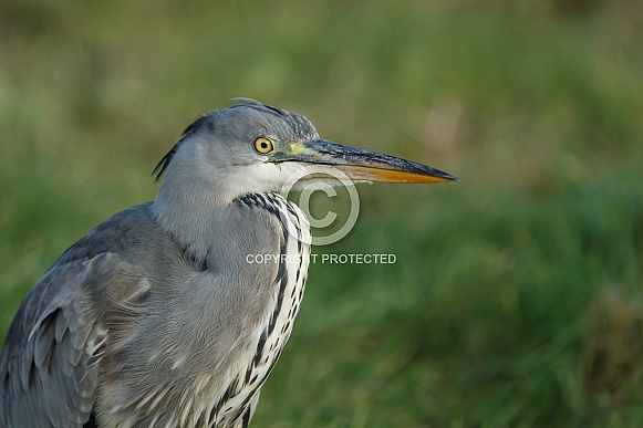 Blue Heron