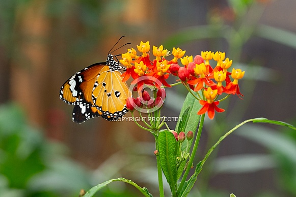 Donaus chrysippus, plain tiger on flower