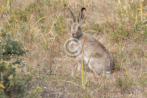 Jack Rabbit