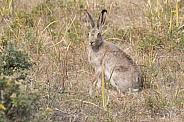 Jack Rabbit