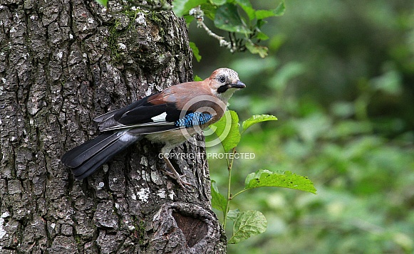 Eurasian Jay