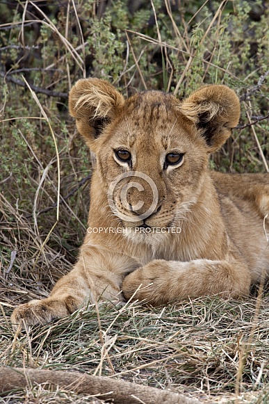 Lion cub (Panthera leo) - Botswana