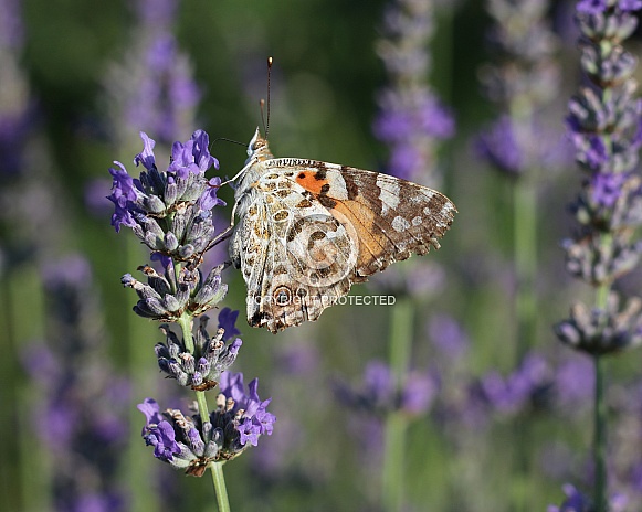 Painted Lady Butterfly on Lavender
