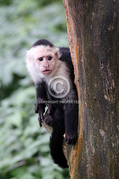 Colombian white-faced capuchin (Cebus capucinus)