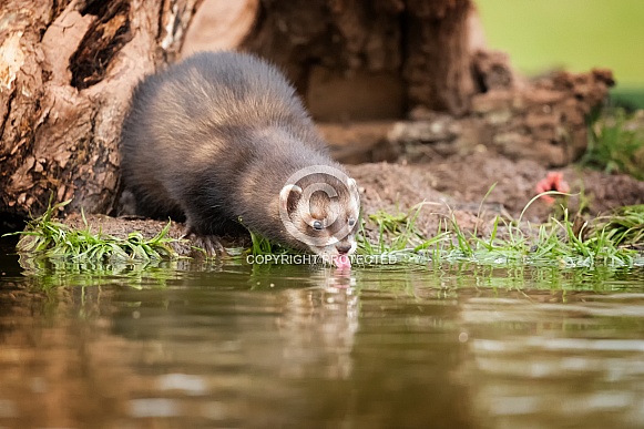 Male European Polecat Drinking