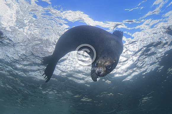 Sea Lion