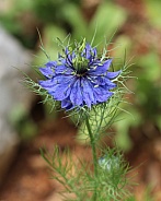 Dark Blue Flower Nigella damascena