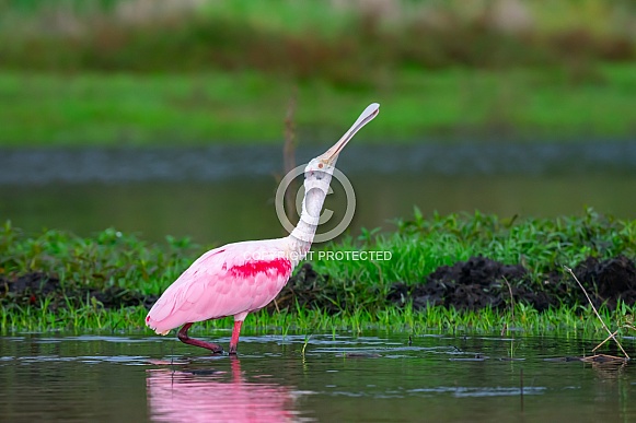 Roseate Spoonbill (Platalea ajaja) Roseate Spoonbill (Platalea ajaja)