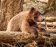 Brown bear in the woods
