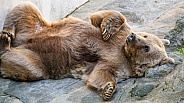 Bear showing belly