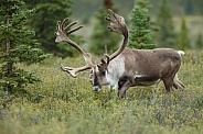 The reindeer or caribou (Rangifer tarandus)