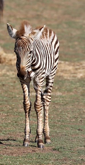 Zebra Foal