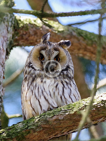 Long-eared Owl, male