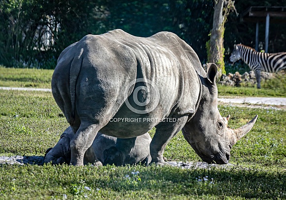 Rhinoceros Rhinoceros