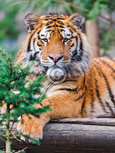 Amur Tiger Amur Tiger