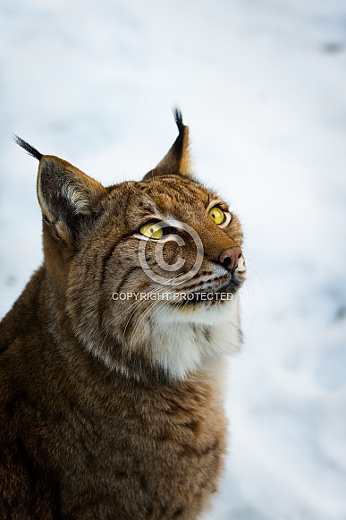 Lynx portrait Lynx portrait