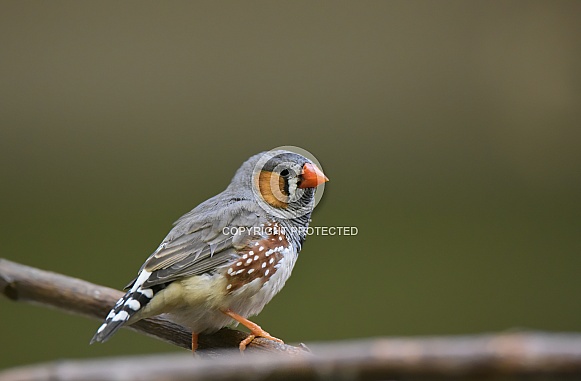 Zebra finch Zebra finch