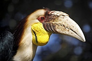 wreathed hornbill (Rhyticeros undulatus)