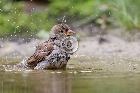 Sparrow (Passer domesticus)