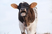 Calf closeup with funny face, mooing