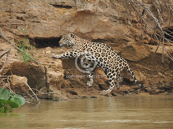 Jaguar