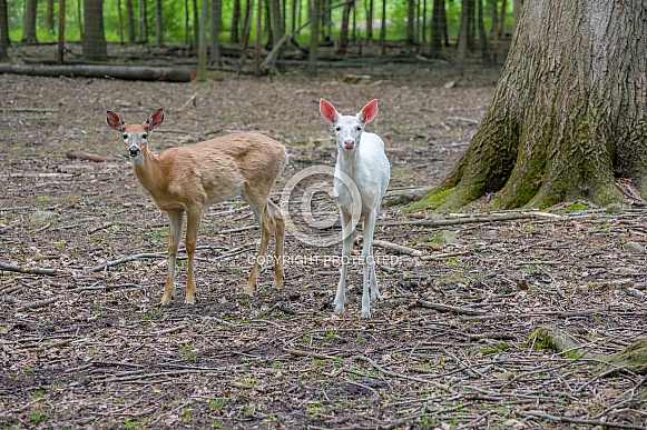 Albino White-tailed Deer Albino White-tailed Deer