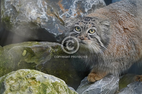 Pallas's Cat