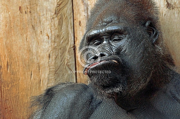 Western Lowland Gorilla Western Lowland Gorilla