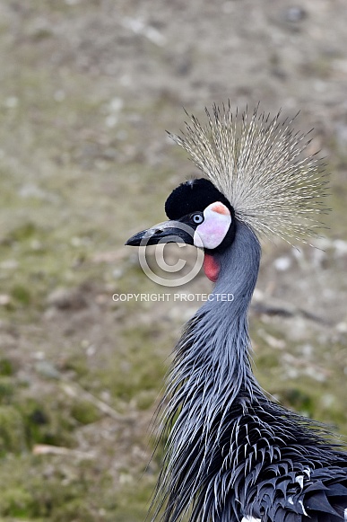 Crowned Crane